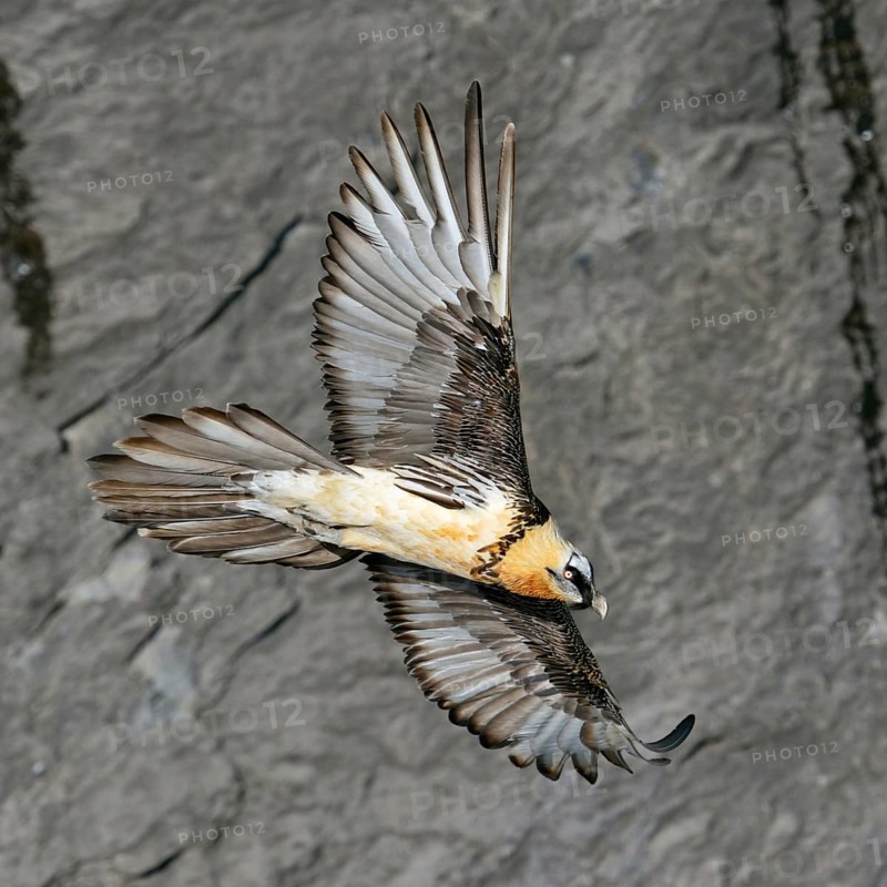 In all its splendour... Bearded vulture (Gypaetus barbatus) gliding in soaring flight upwind along a sunlit rock face, largest, rare native majestic bird of prey, native nature, Alps, Valais, Switzerland, Swiss Alps, Western Europe