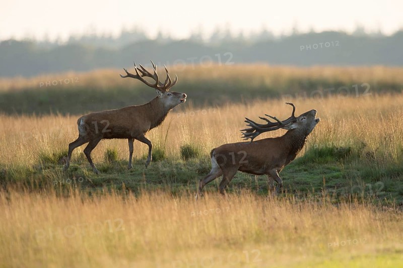 Rivals... Red deer rut (Cervus elaphus), two rival, capital red deer running parallel next to each other, power play during the rut, imposing behaviour, threatening behaviour, threatening each other, native nature, Veluwe, Netherlands, Western Europe