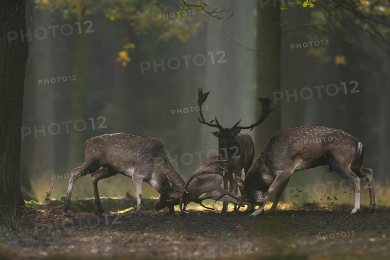 Duel of the fallow deer... Fallow deer (Dama dama) in rut, two stags fight for their rank deep in the forest on a hidden rutting place, by light mood and autumn colours in almost fairytale atmosphere, native nature, North Rhine-Westphalia, Germany, Western Europe