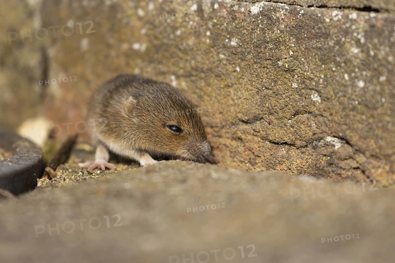 Brown rat (Rattus norvegicus) juvenile baby rodent animal emerging from a hole in an urban building, England, United Kingdom