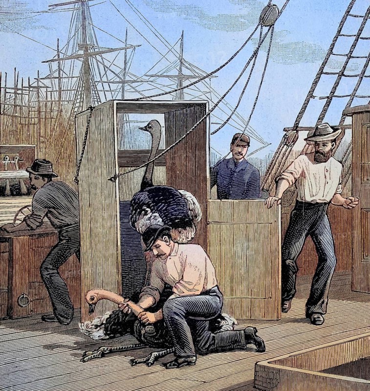 The transport of ostriches from South Africa to Australia by ship, an escaped ostrich is recaptured, Illustration from 1894, Reproduction, digitally enhanced, Historical