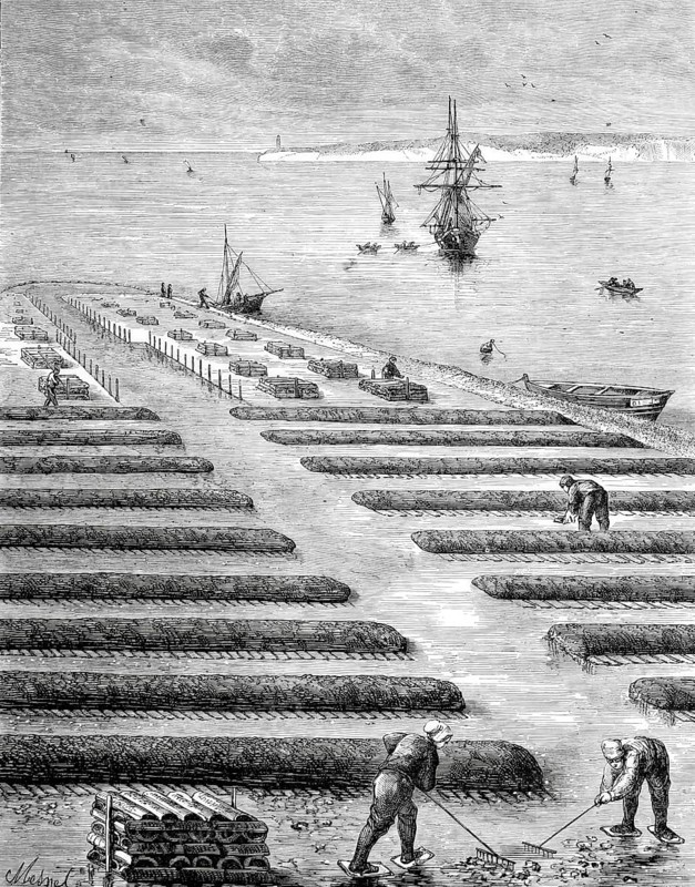 Oyster beds, oyster farming in the bay of Nouvelle-Aquitaine, Nouvelle-Aquitaine region, France, Historical, digitally enhanced reproduction of a 19th century model