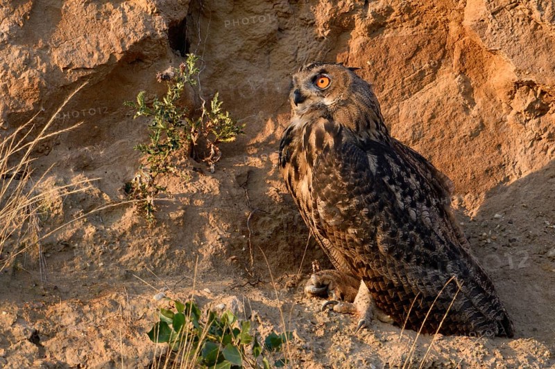 In the late light... European Eagle Owl (Bubo bubo) in the wall of a sand pit, becomes active at sunset, wildlife, native nature, Rhineland, Lower Rhine, North Rhine-Westphalia, Germany, Western Europe