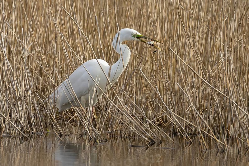 Great white egret (Ardea alba) adult bird in water on the edge of a reedbed with a frog for food in its beak in spring, England, United Kingdom