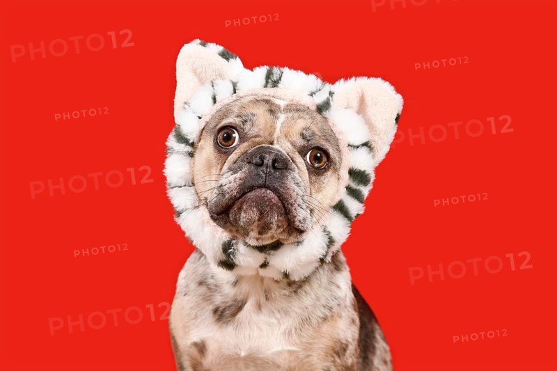 Funny merle French Bulldog dog with cat headband on red background