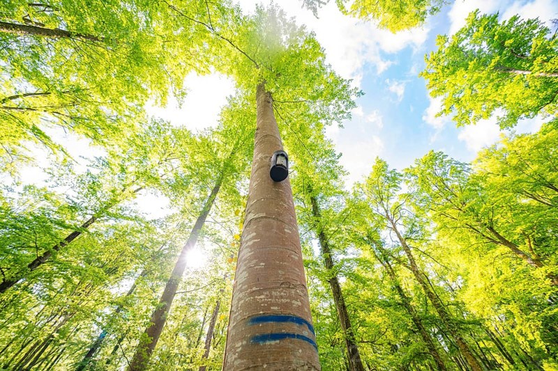 A tall tree reaches the radiant sky with its crown, forest willow project, compensatory measure for the Hermann Hesse railway, Gechingen, district of Calw, Germany