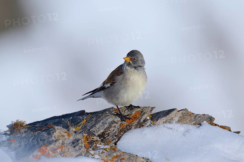 Snowfinch (Montifringilla nivalis), a bird sitting on a stone covered with snow in a wintry environment, Gemmi Pass, Leukerbad, Leuk, Valais, Switzerland