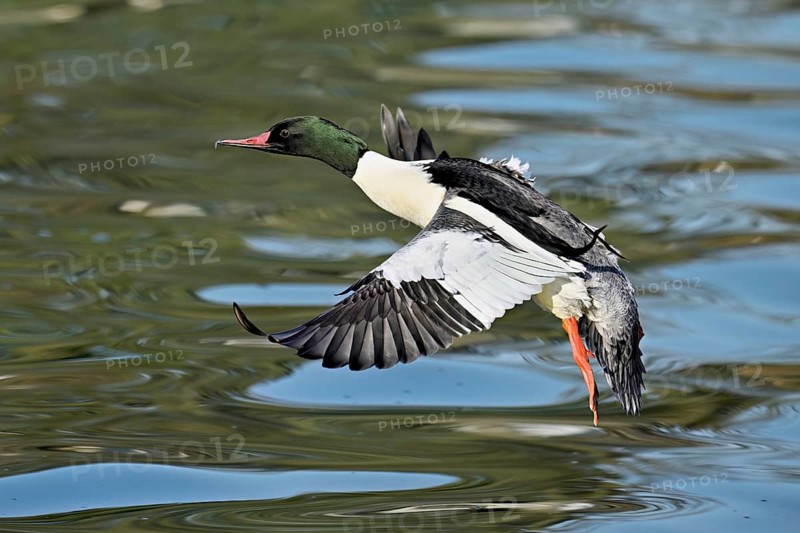Goosander (Mergus merganser), male in flight, Flachsee nature reserve, Freiamt, Canton Aargau, Switzerland