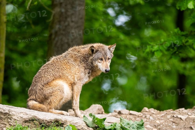 Eastern wolf (Canis lupus lycaon) sitting on a little hill, Bavaria, Germany