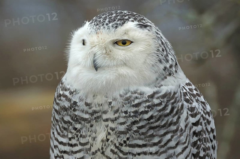 Snowy Owl (Bubo scandiacus), British Columbia, Canada