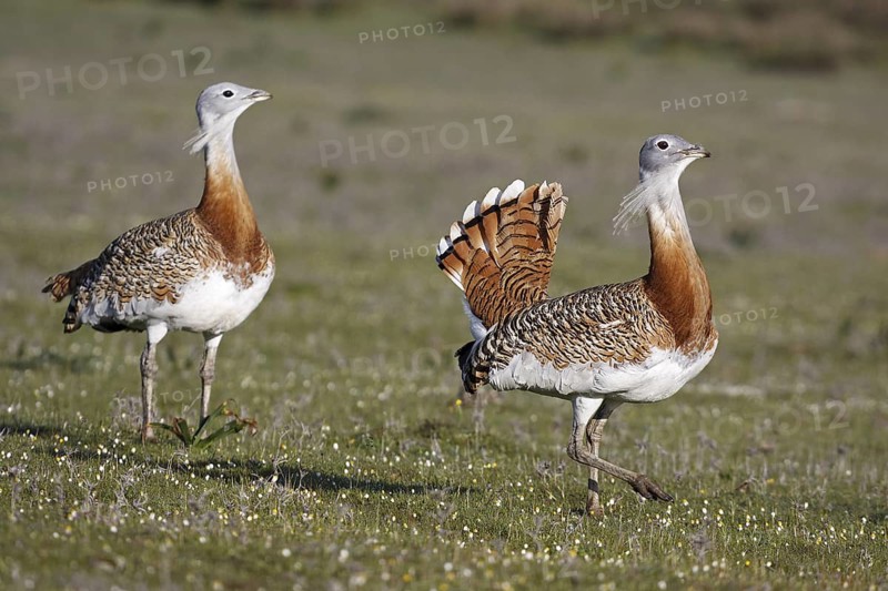 Great Bustard (Otis tarda), Extremadura, Spain