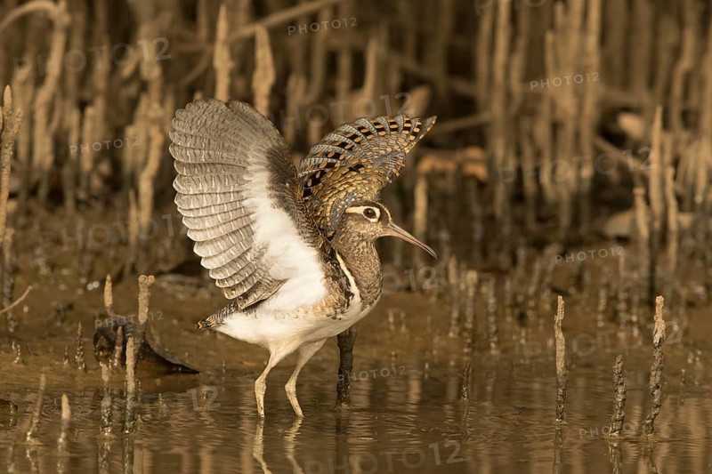 Greater Painted-snipe (Rostratula benghalensis), Gambia