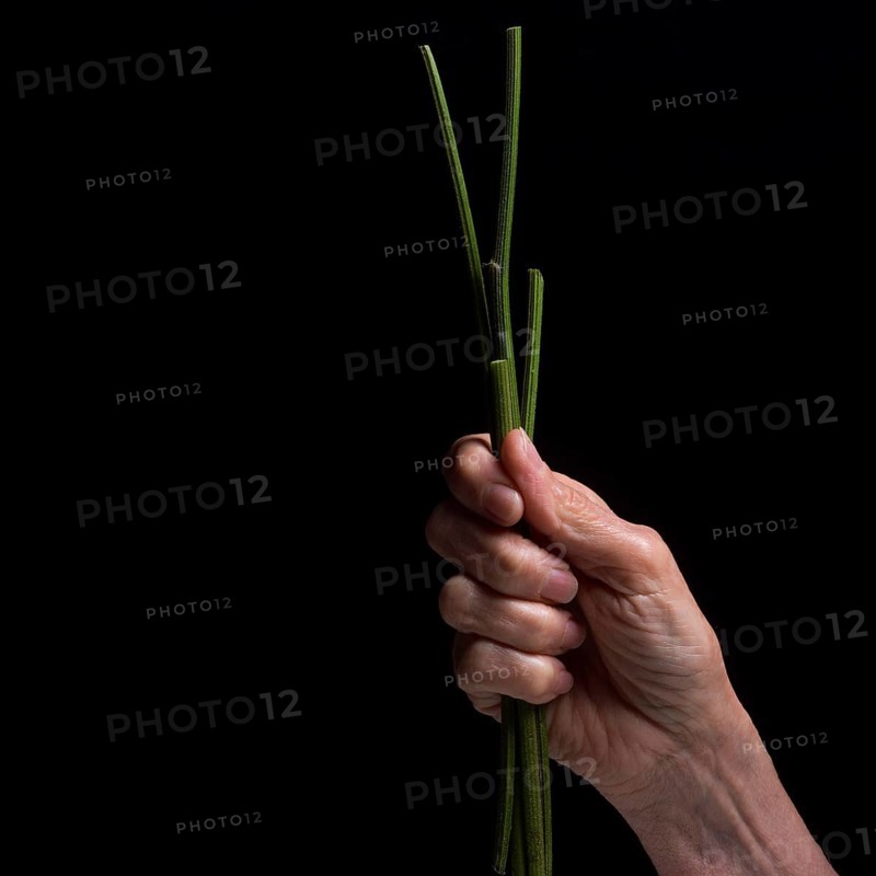 A hand grips a bundle of fresh chives, showcasing their vibrant green color. The dark background highlights the details and freshness of the herbs, evoking a sense of culinary creativity