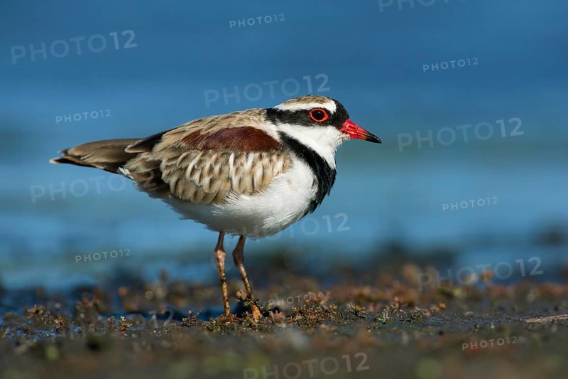 Black-fronted Dotterel (Elseyornis melanops), Victoria, Australia