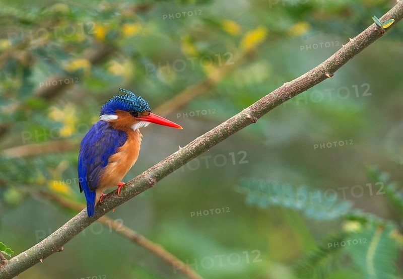 Malachite Kingfisher (Corythornis cristatus), Uganda