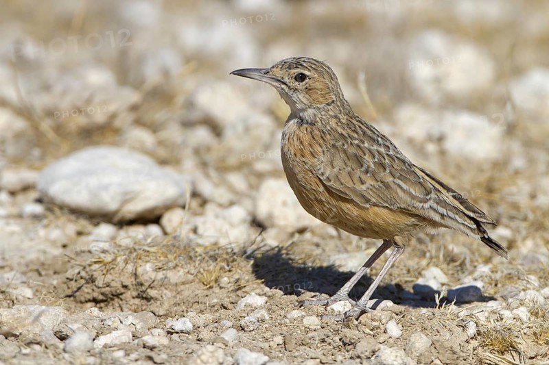 Spike-heeled Lark (Chersomanes albofasciata), Etosha National Park, Namibia