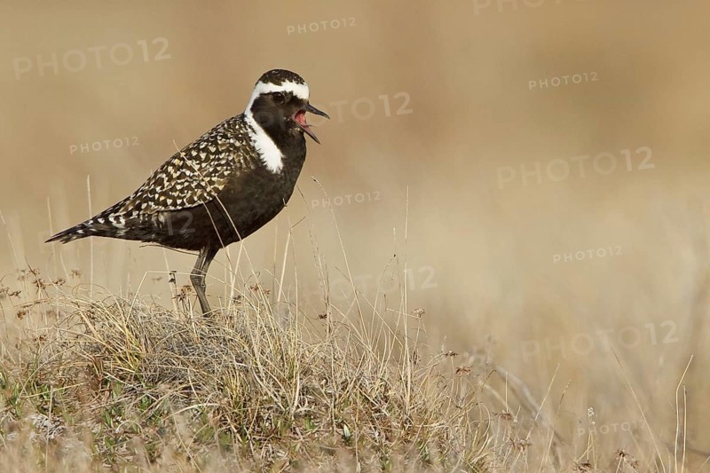 American Golden Plover (Pluvialis dominica) male, Manitoba, Canada