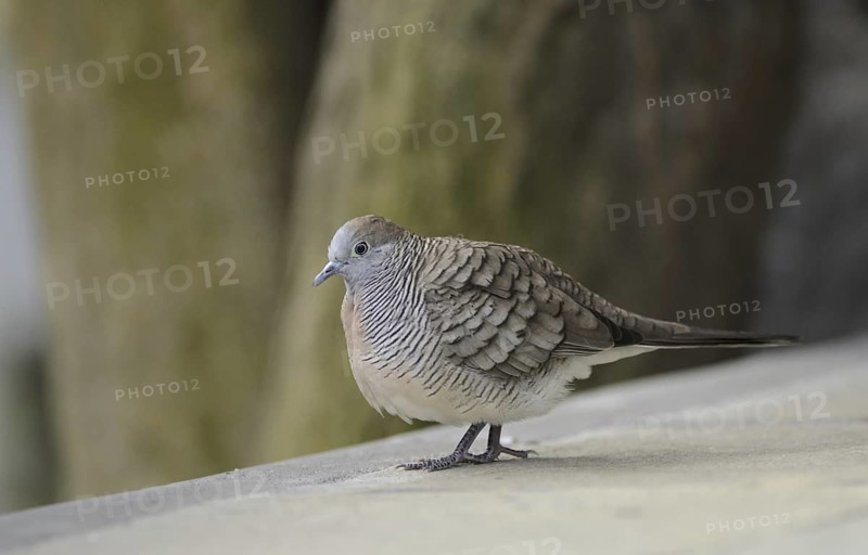 Zebra Dove (Geopelia striata), Mauritius