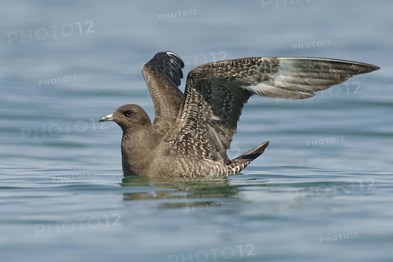 Long-tailed Jaeger (Stercorarius longicaudus), Lake, Constance, Switzerland