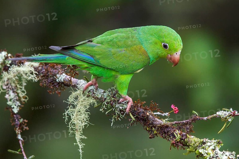 Plain Parakeet (Brotogeris tirica) perched on a branch in the Atlantic rainforest of southeast Brazil