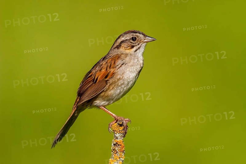 Swamp Sparrow Melospiza georgiana Tamarack, Aitken County, Minnesota, United States 18 June Adult Emberizidae