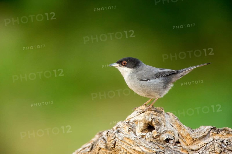 Sardinian Warbler (Sylvia melanocephala) male, Alicante, Spain