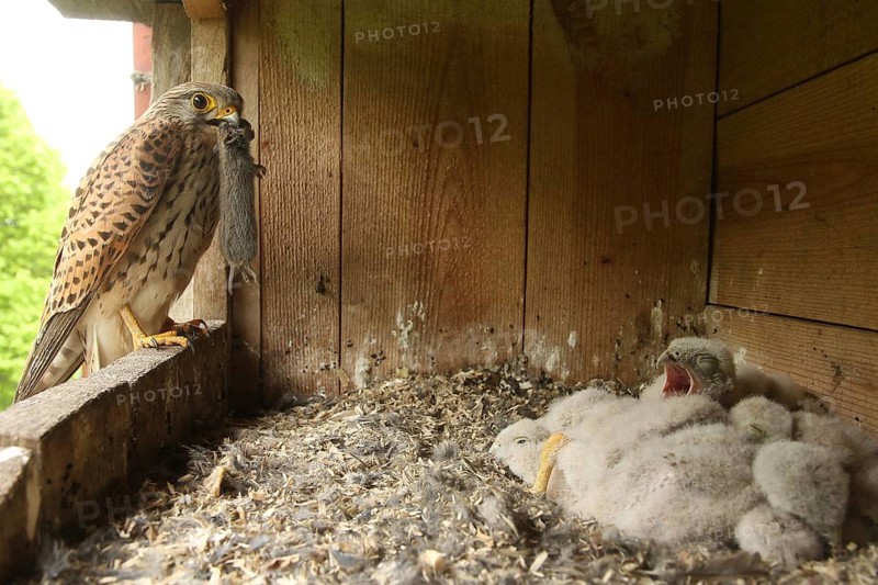 Common Kestrel (Falco tinnunculus) female feeds chicks, Lower Saxony, Germany