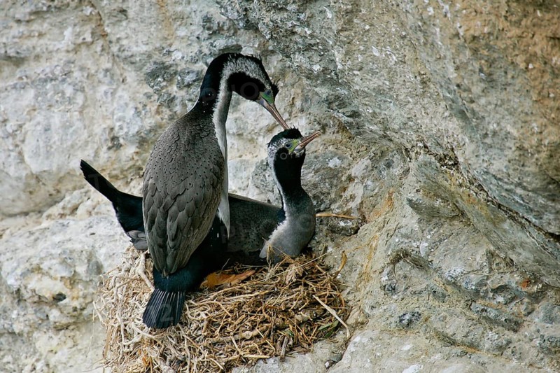 Spotted Shag (Phalacrocorax punctatus) pair at nest, South Island, New Zealand