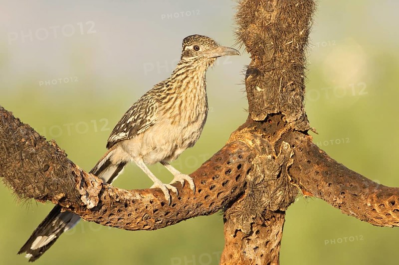 Greater Roadrunner (Geococcyx californianus), Arizona, USA