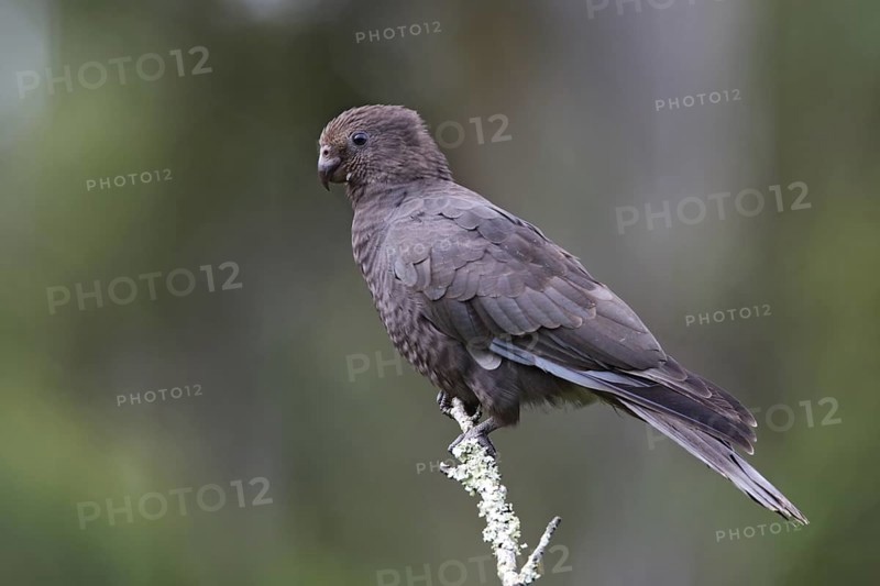 Lesser Vasa Parrot (Coracopsis nigra), Analamazoatra Reserve, Madagascar