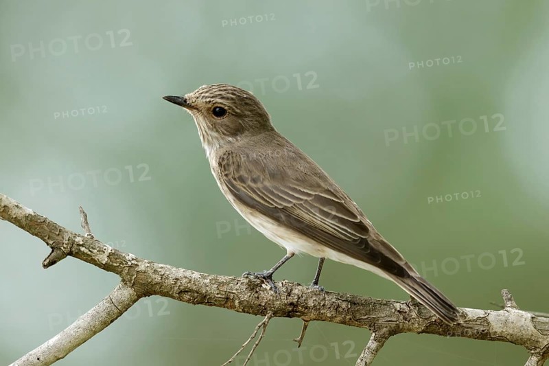 Grauwe vliegenvanger, Spotted flycatcher, Muscicapa striata