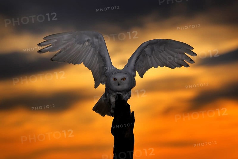 Beautiful sunset sky with flying owl. Snowy owl, Nyctea scandiaca, rare bird sitting on the tree trunk, Manitoba, Canada. Wildlife scene from nature