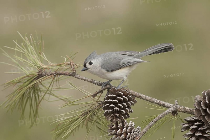 Tufted Titmouse (Baeolophus bicolor), Ohio, USA