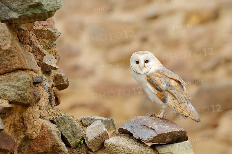 Barn owl, Tyto alba, with nice wings, landing on stone wall, light bird flying in the old castle, animal in the urban habitat. Wildlife scene from nature