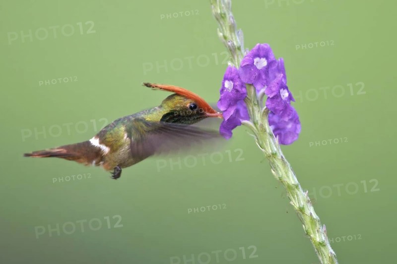 Rufous-crested Coquette (Lophornis delattrei), Manu National Park, Peru