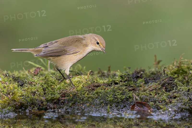 Common Chiffchaff (Phylloscopus collybita) at a waterhole, Lower Saxony, Germany