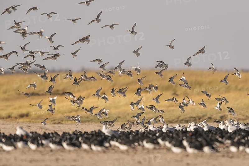 Red Knot (Calidris canutus) flying, Schleswig-Holstein, Germany