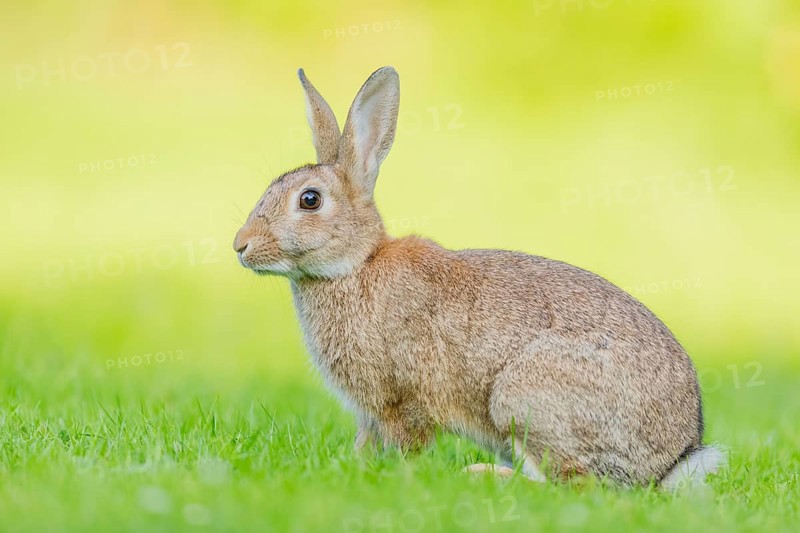 Wildkaninchen, Oryctolagus cuniculus European rabbit, Oryctolagus cuniculus