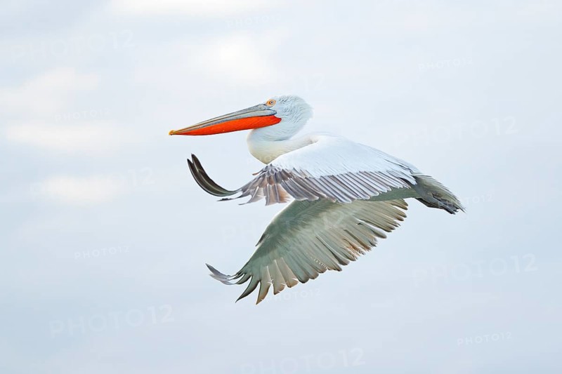 Bird in the water. Dalmatian pelican, Pelecanus crispus, landing in Lake Kerkini, Greece. Pelican with open wings. Wildlife scene from European nature