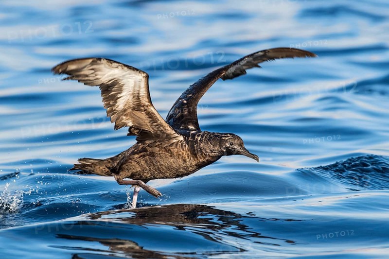 Sooty Shearwater (Ardenna grisea) flying, Eilat, Israel