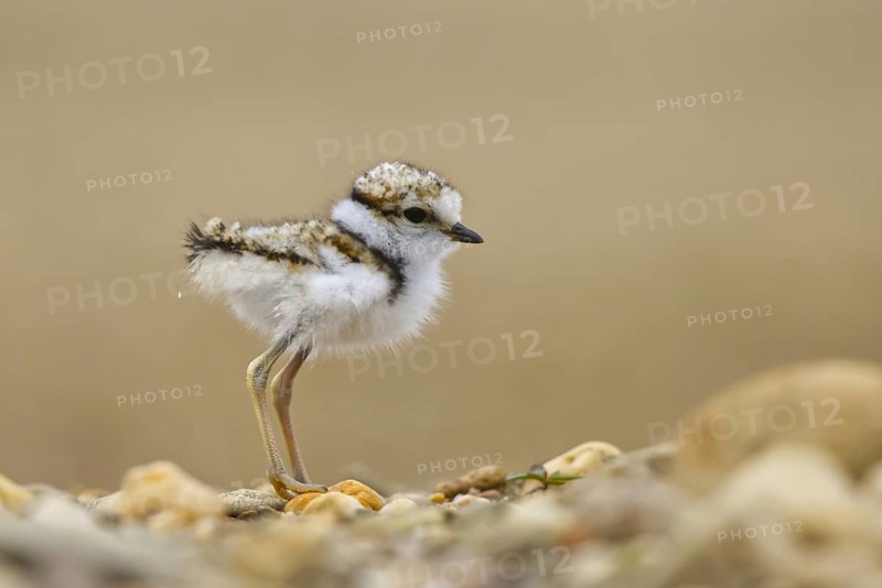 Little Ringed Plover (Charadrius dubius) chick, North Rhine-Westphalia, Germany