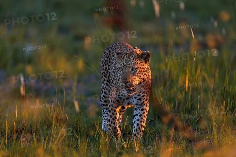 Leopard, Panthera pardus shortidgei, nature habitat, big wild cat in the nature habitat, sunny day on the savannah, Khwai River, Moremi Botswana. Wildlife nature. Africa wildlife. Leopard sunset walk