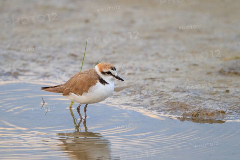 Kentish Plover (Charadrius alexandrinus) male, Mallorca, Spain