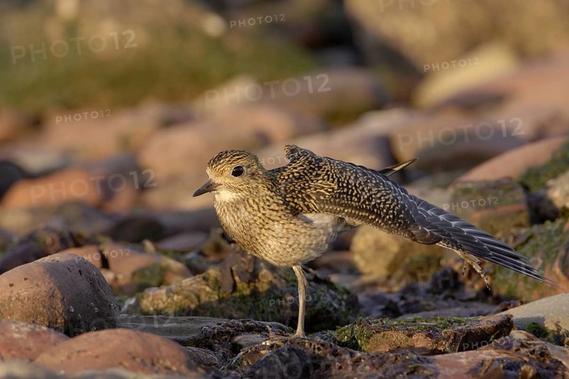 Goldregenpfeifer; lat. Pluvialis apricaria; nach Ruhephase Flügel und Bein streckend