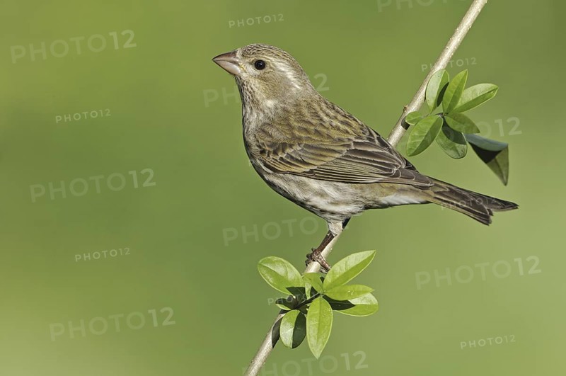 Purple Finch (Haemorhous purpureus) female, British Columbia, Canada