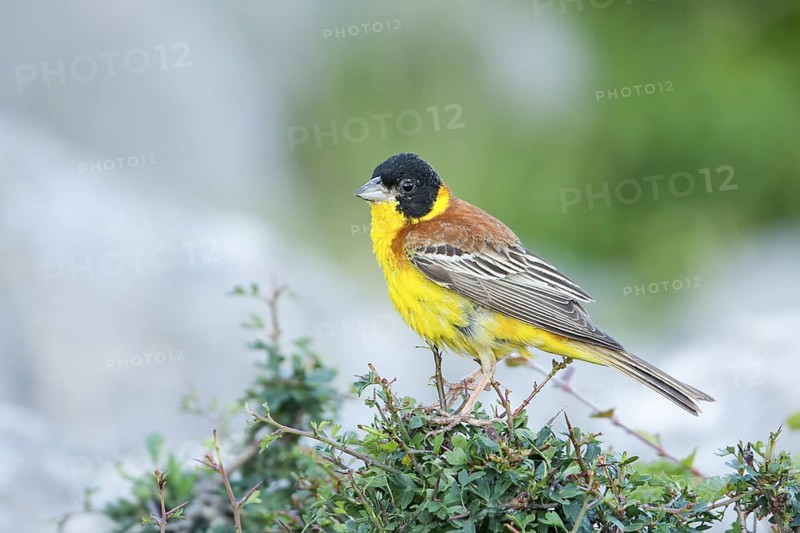 Black-headed Bunting - Kappenammer - Emberiza melanocephala, Croatia, adult male