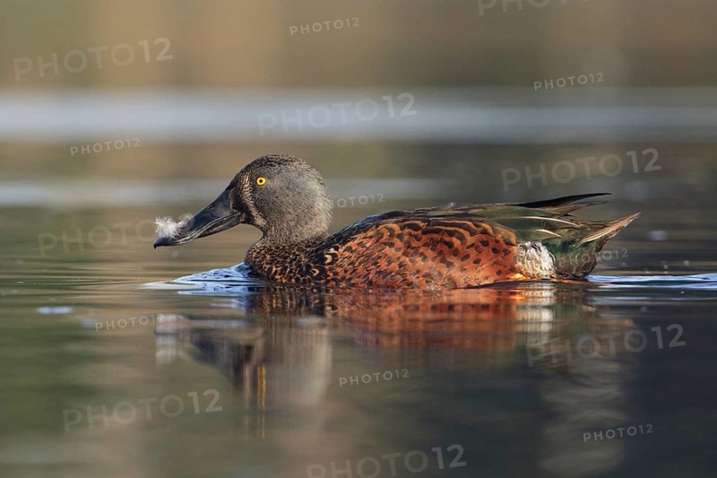 Australasian Shoveler (Spatula rhynchotis) male, Victoria, Australia