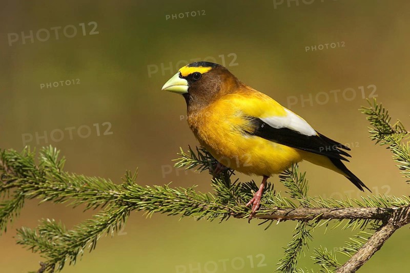 Evening Grosbeak (Hesperiphona vespertina), Michigan, USA