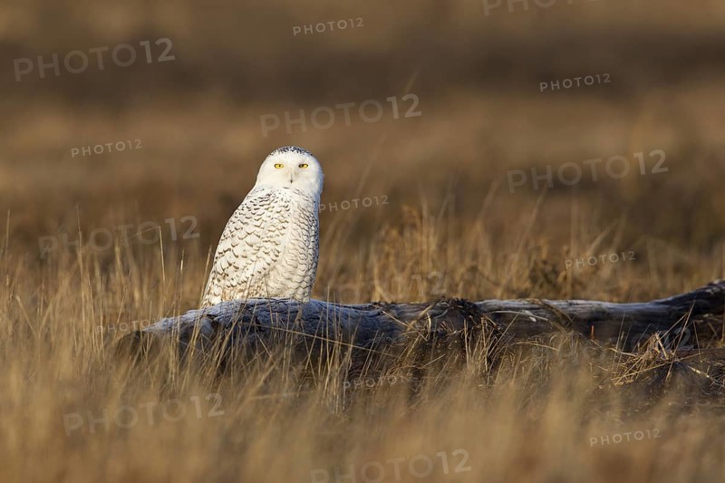 Snowy Owl (Bubo scandiacus) female, British Columbia, Canada