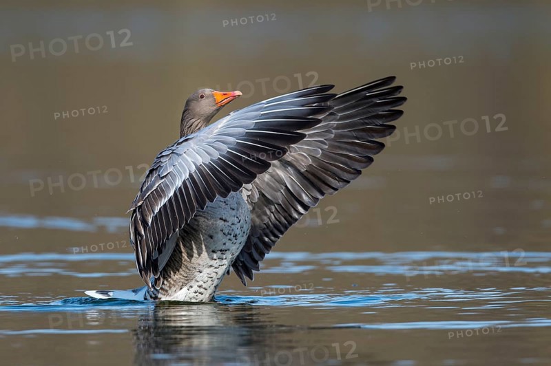 Greylag Goose (Anser anser) flapping wings, Lower Saxony, Germany